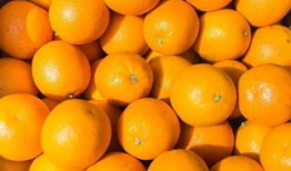 橘子视频,带你领略短视频的魅力与创意